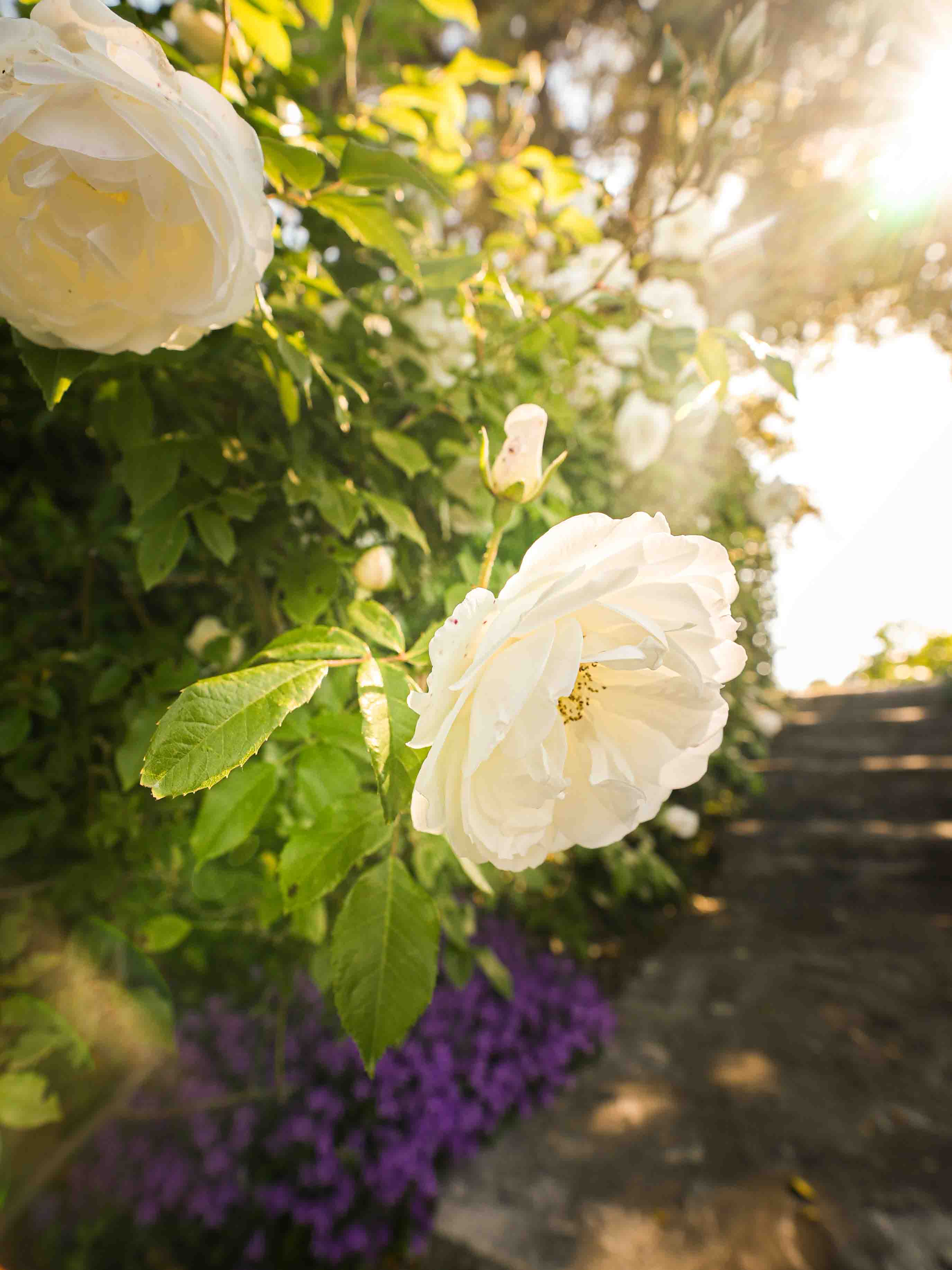 An introduction to classic French garden pots, planters, urns, and olive jars