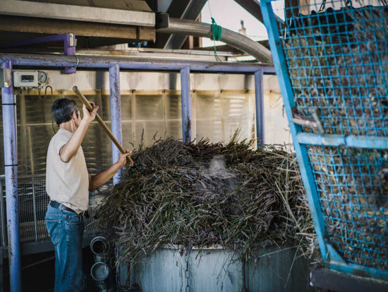 Watch lavender being traditionally distilled