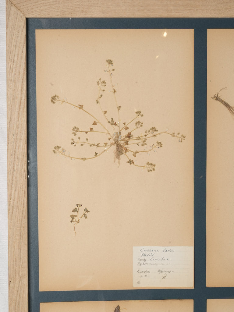 Mid-20th Century Swedish Herbarium Oak Framed Collection - 35¾"