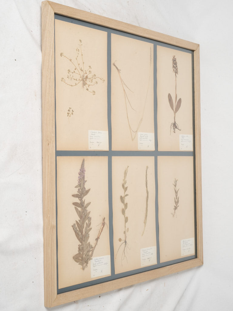 Mid-20th Century Swedish Herbarium Oak Framed Collection - 35¾"