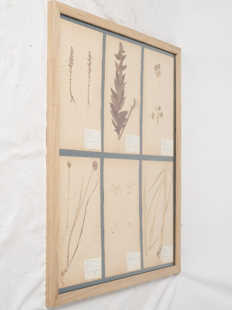 Mid-20th-Century Swedish Herbarium Sheets in Oak Frame - 35¾"