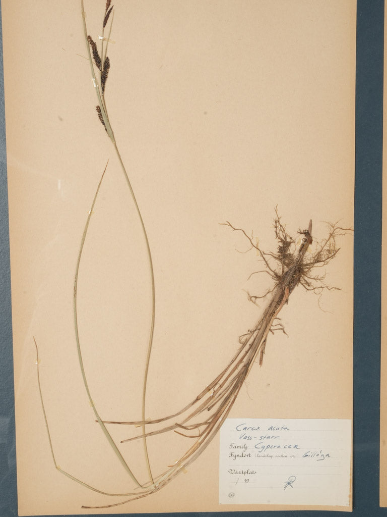 Original Swedish herbarium sheets piece