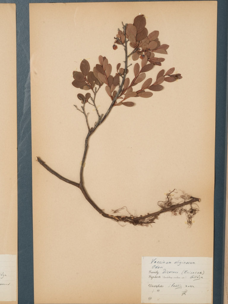 Historical herbarium oak-frame design