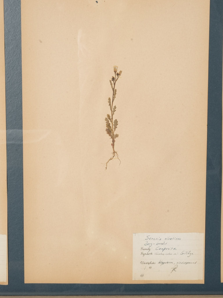 Preserved Swedish botanical sheets artwork