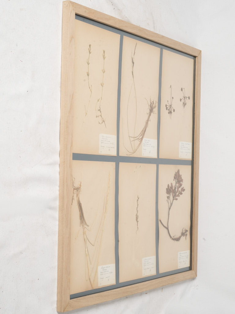 Natural vintage herbarium framed display