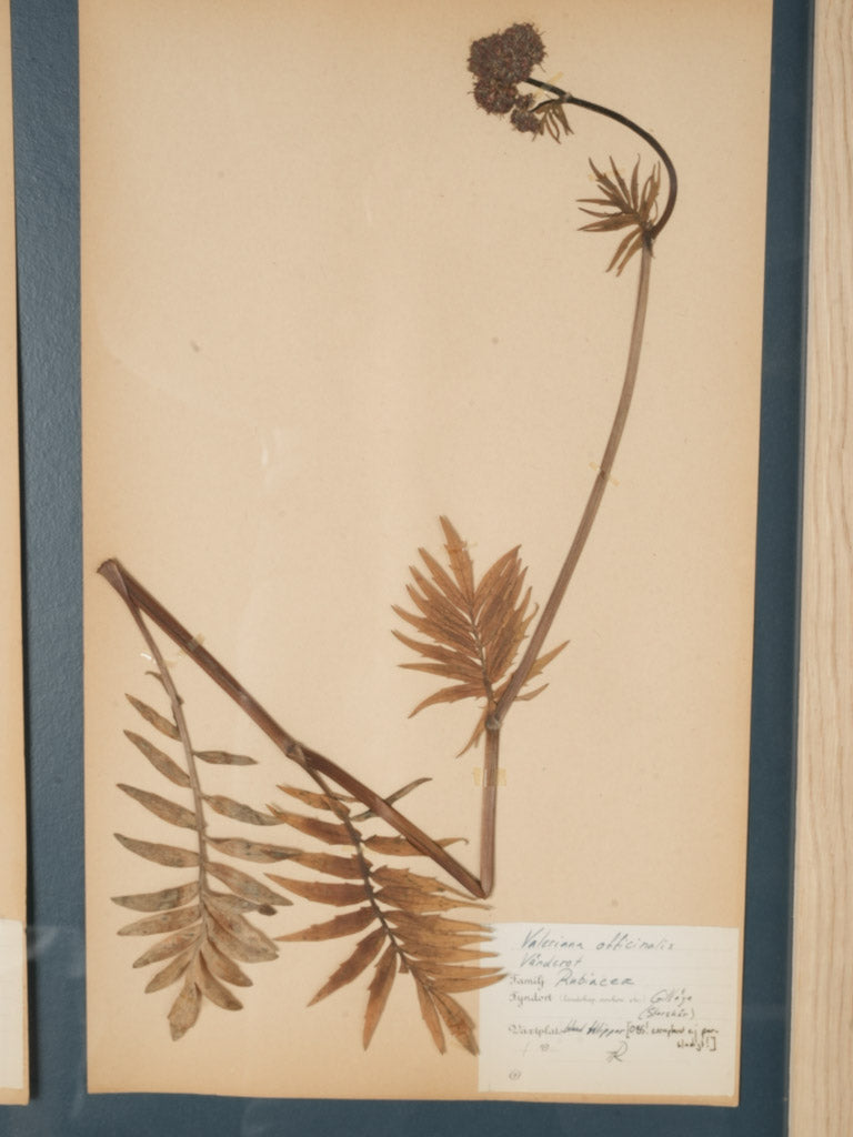 Mid-20th Century Swedish Herbarium in Oak Frame - 35¾" x 33¾"