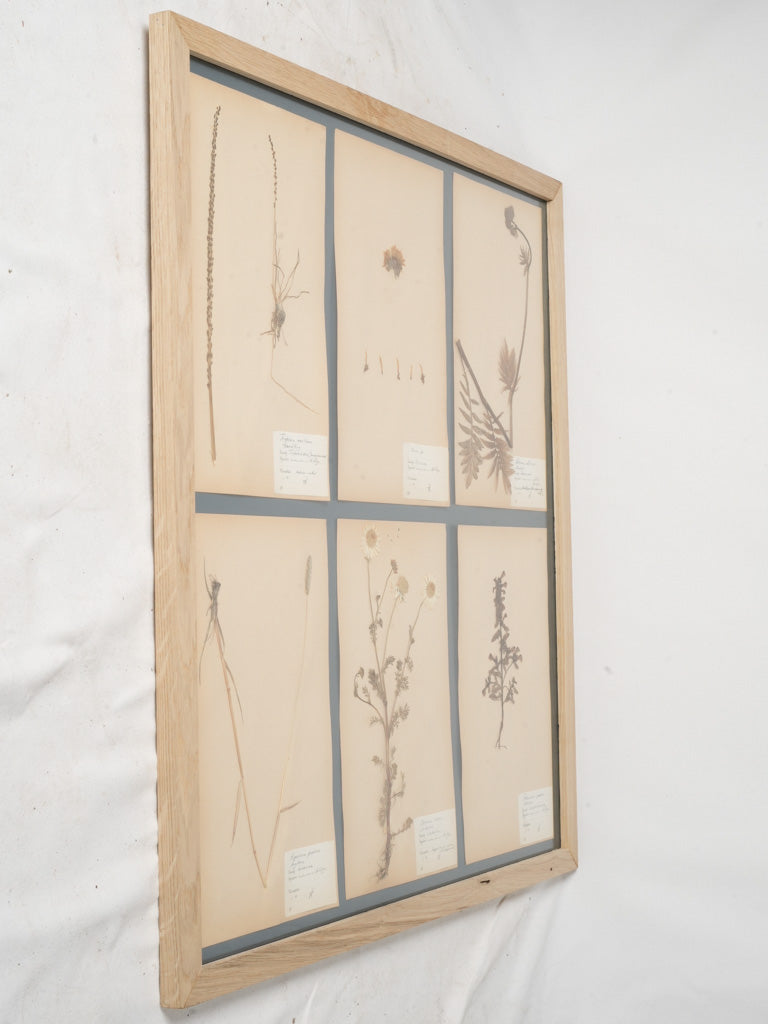 Mid-20th Century Swedish Herbarium in Oak Frame - 35¾" x 33¾"