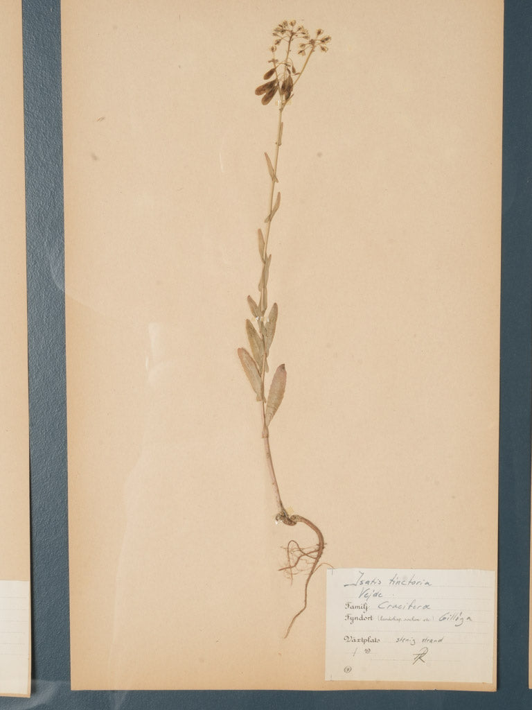 Original Label Botanical Display Frame  