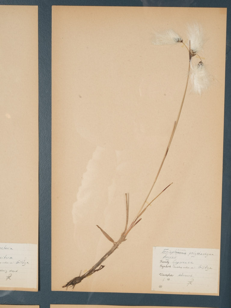 Sophisticated Oak Frame Herbarium Piece  