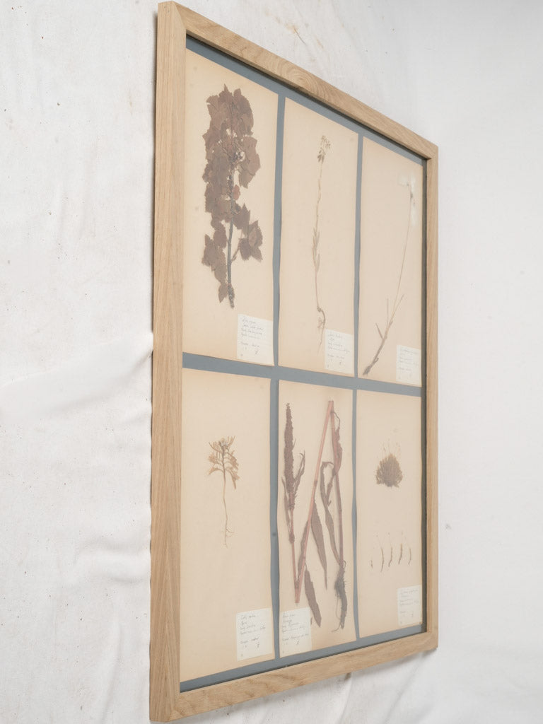 Archival Quality Herbarium Oak Frame  