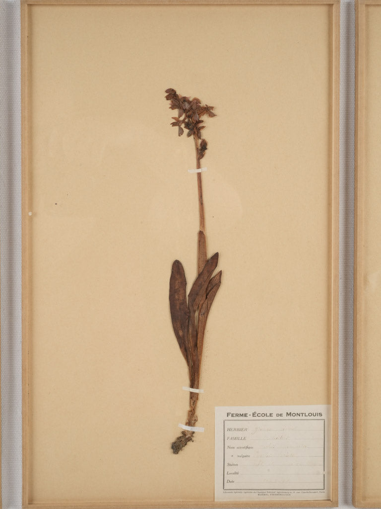 Historical French botanical herbariums assortment