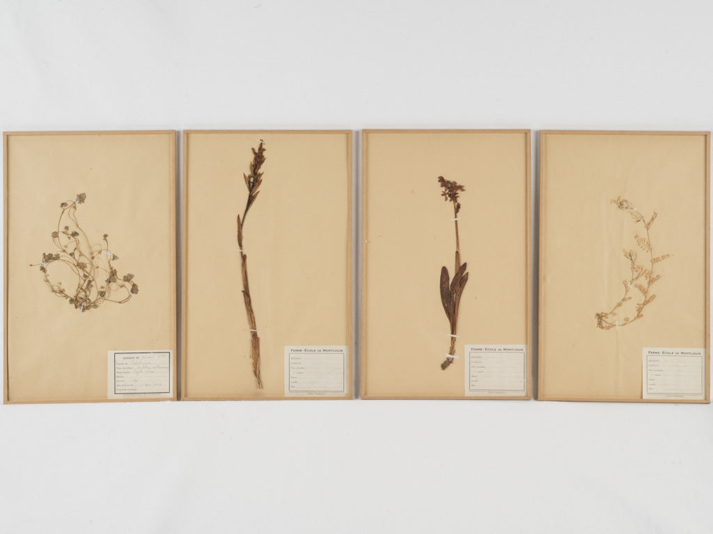 Elegant aged botanical herbarium assortment