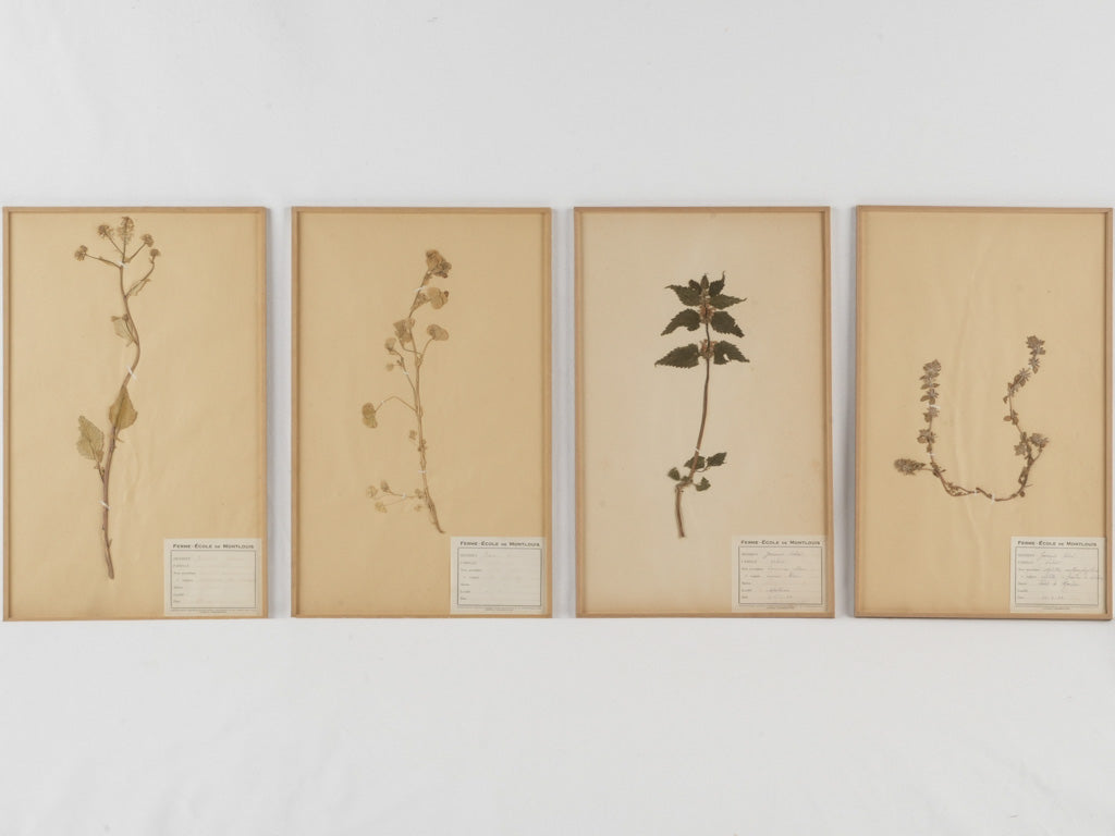 Historical French glass-enclosed herbarium set