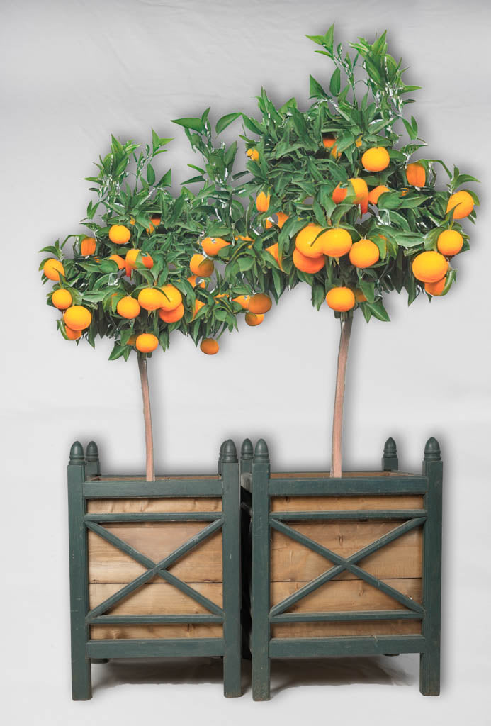 Elegant and historic citrus wood planters