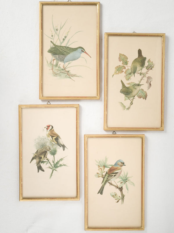 Vintage framed bird illustrations gouaches