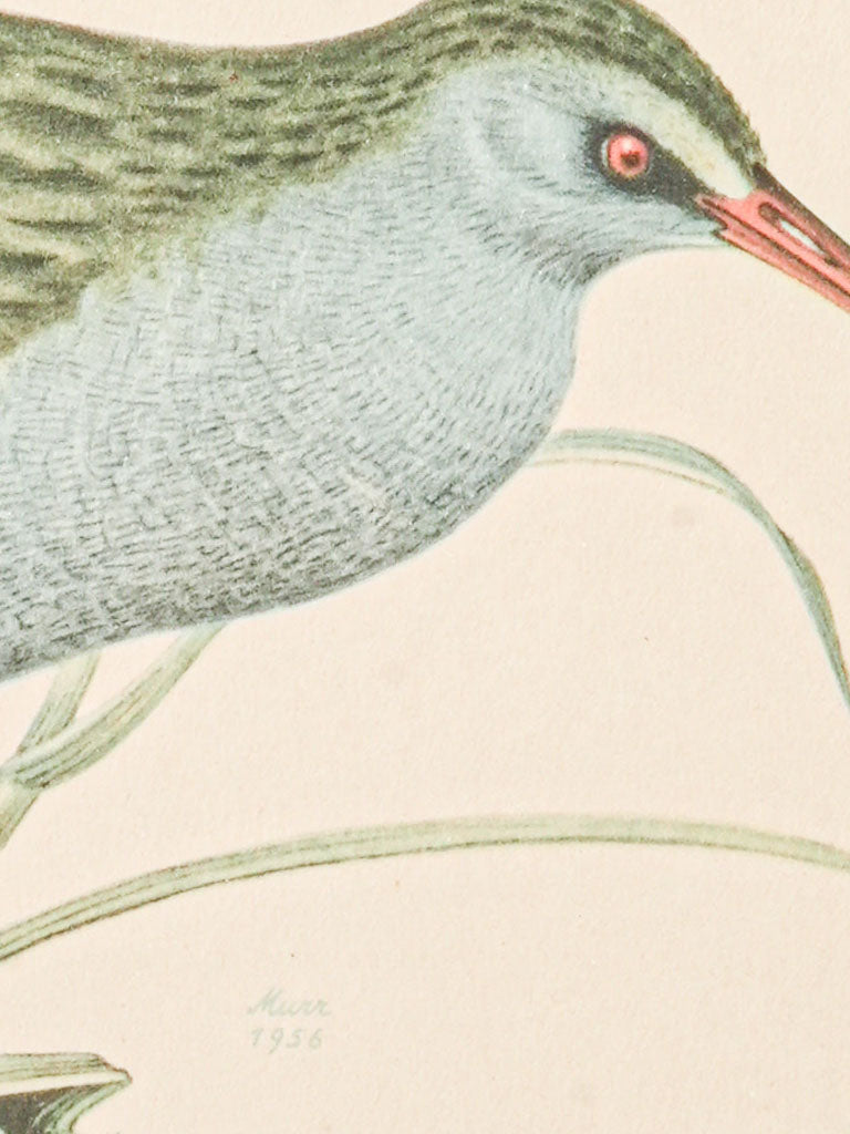 Authentic historical bird illustrations set