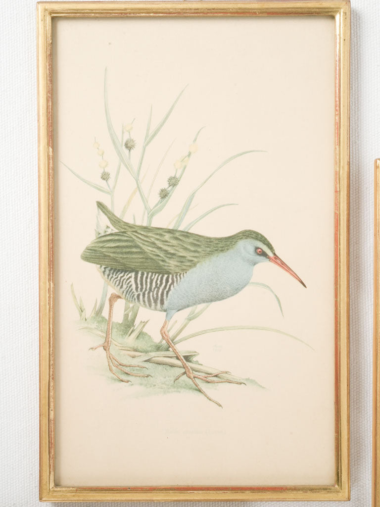 Charming signed framed bird gouaches