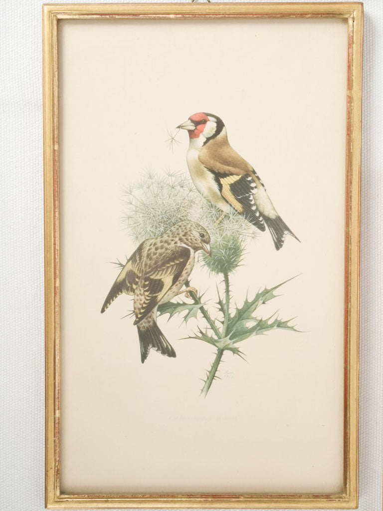 Captivating vintage avian species gouaches