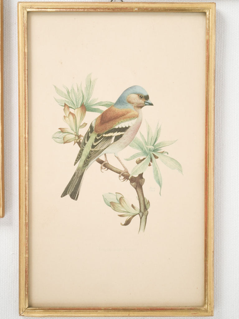 Timeless naturalist style bird paintings