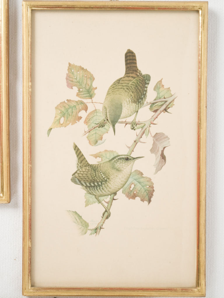 Beautifully preserved vintage bird illustrations set