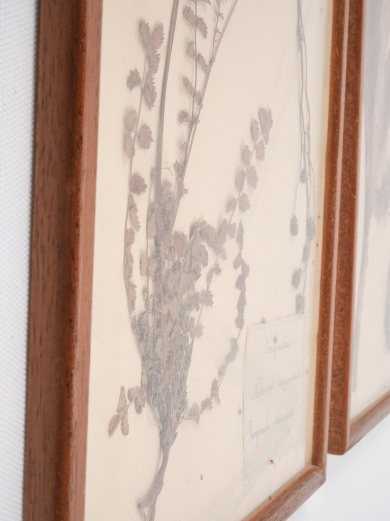 Set of 4 framed antique botanicals / pressed flowers behind glass 19" x 11¾"