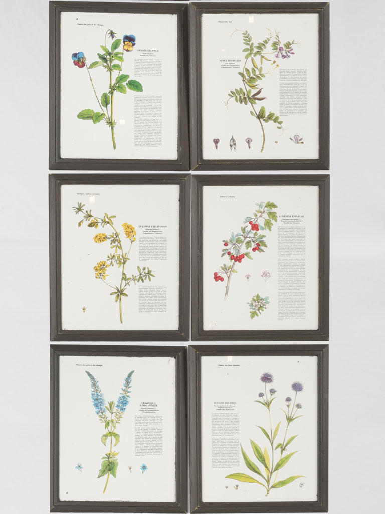 Collection of 6 Framed floral botanicals in black painted frames 15¾" x 13½"