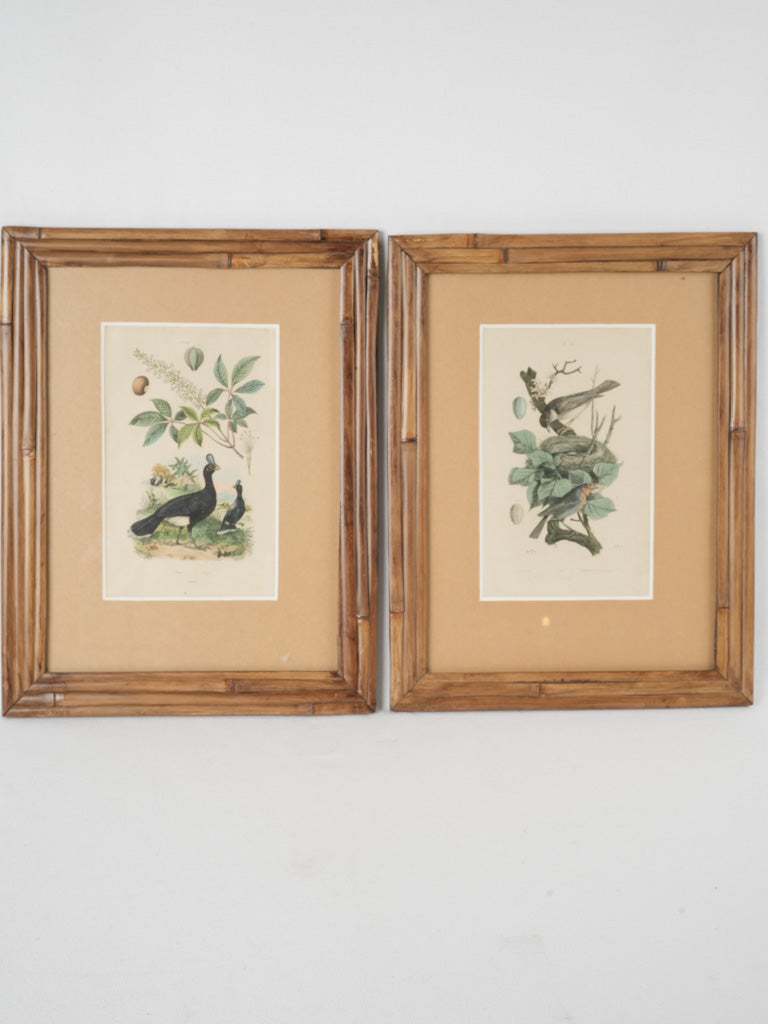 Antique water-damaged bird engravings in frames