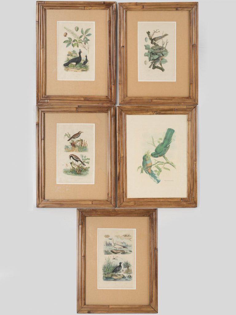 Vintage bird engravings with bamboo frames