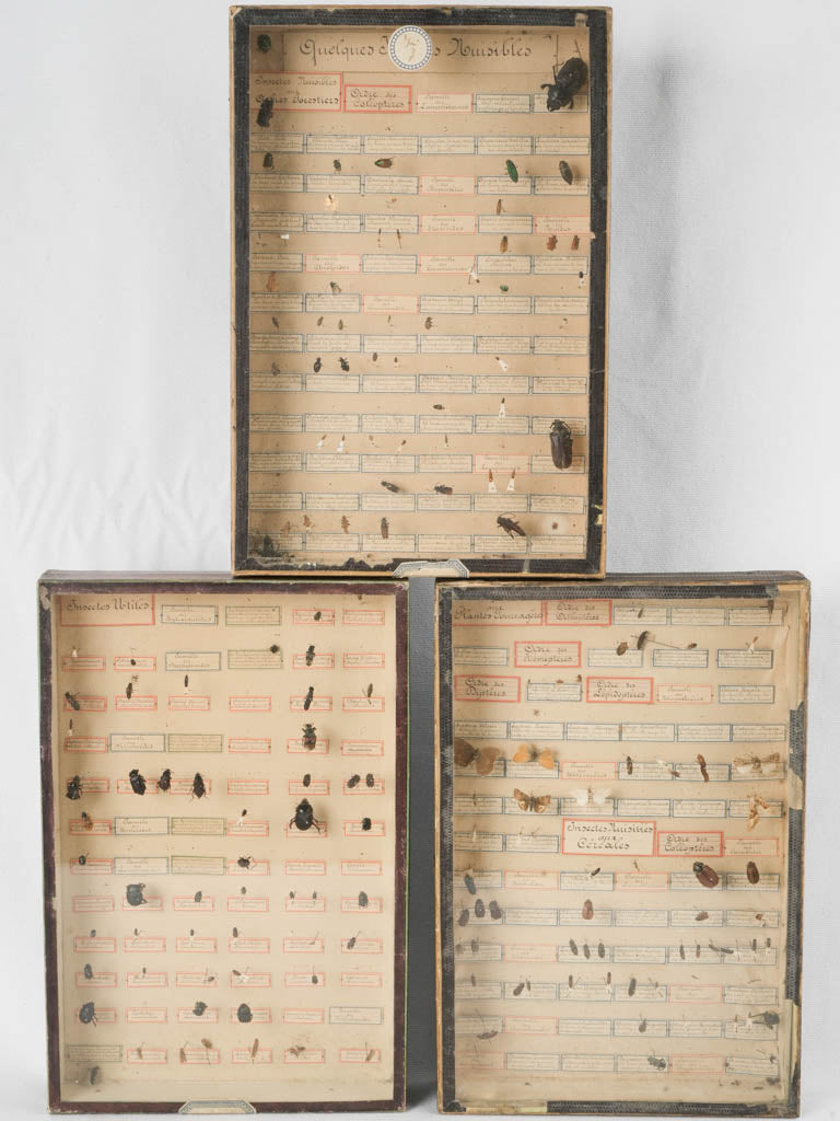 Antique French wooden insect specimen display cases