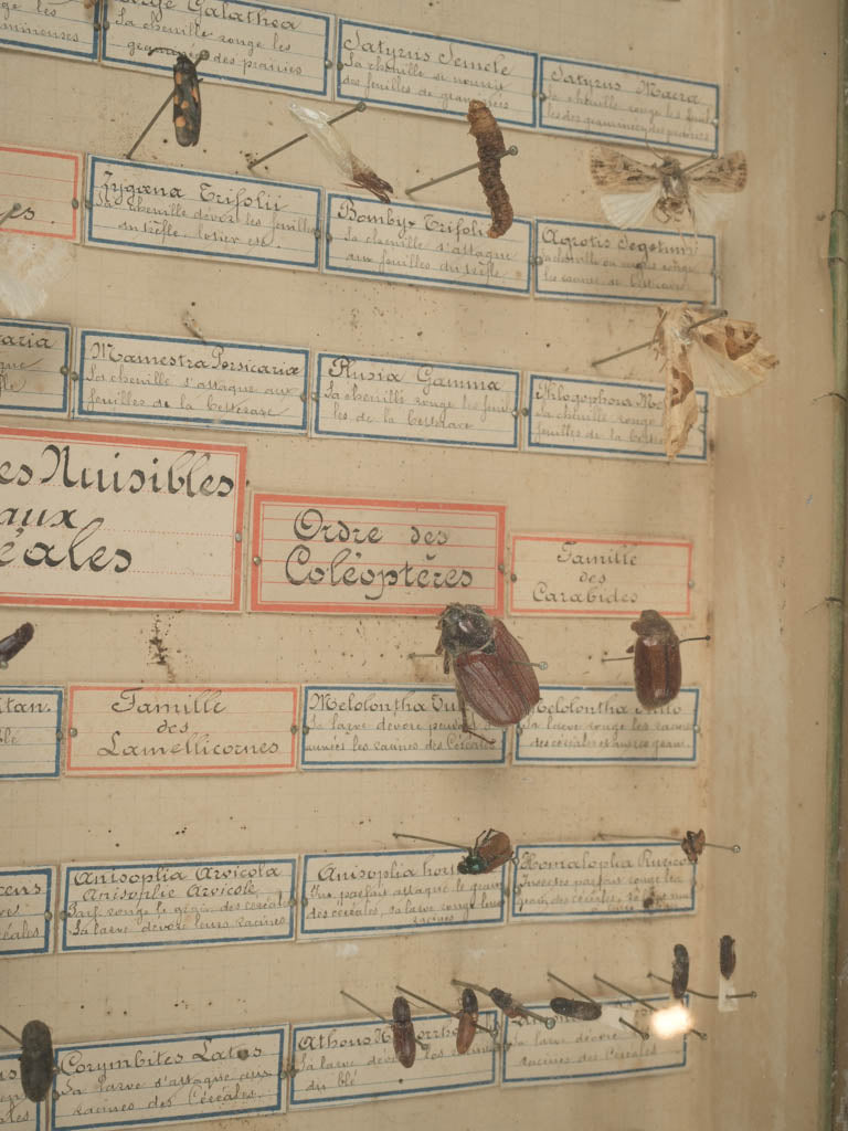 Vintage French glass entomology cases