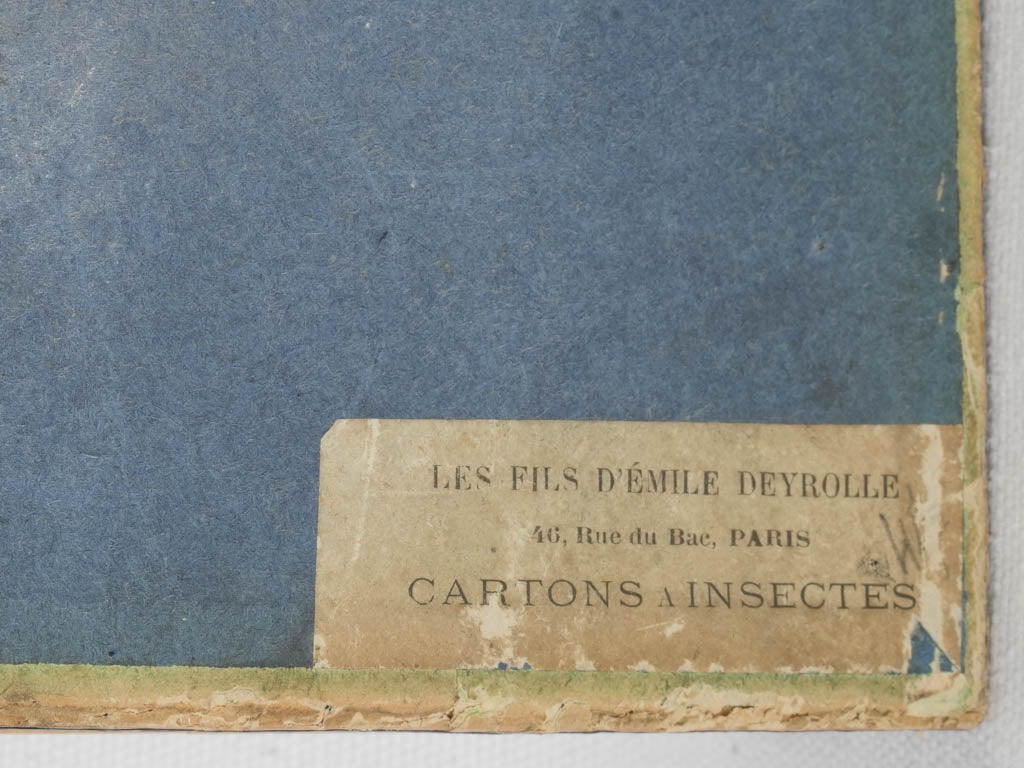 Authentic French wooden insect specimen cases