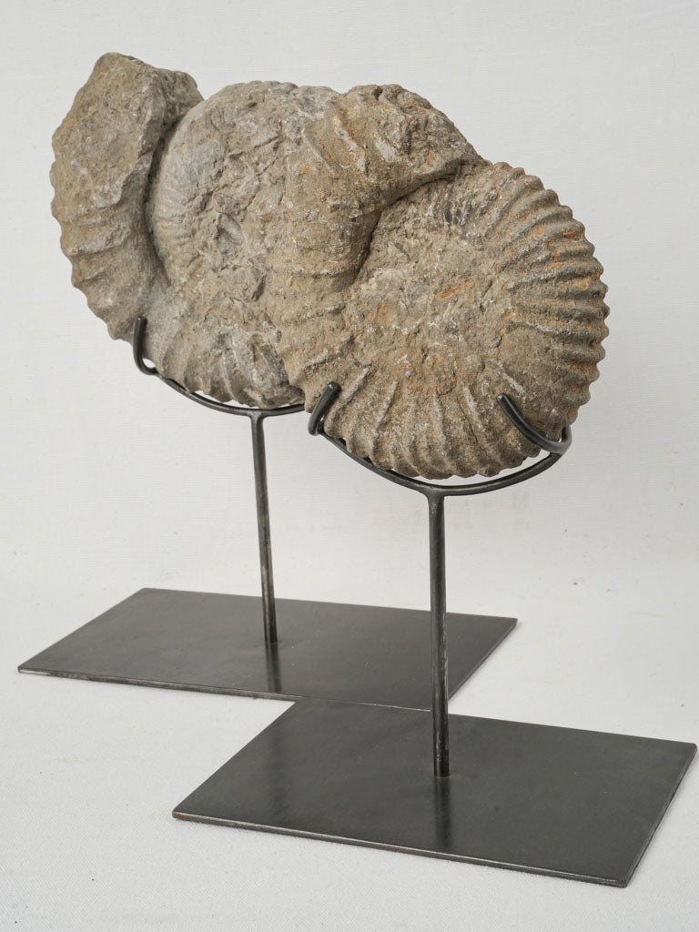 Rare ammonite fossils exhibition with coastal touch