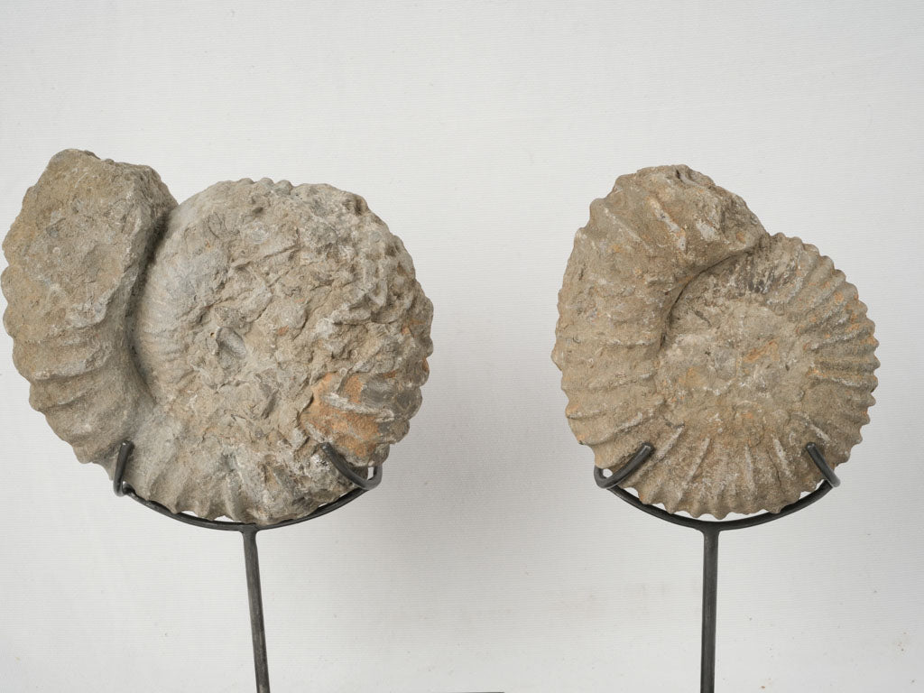 Striking ammonite fossils with iron stands