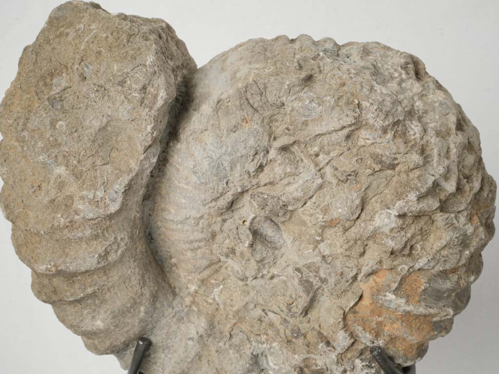 Mesmerizing ammonite fossils for interior accent