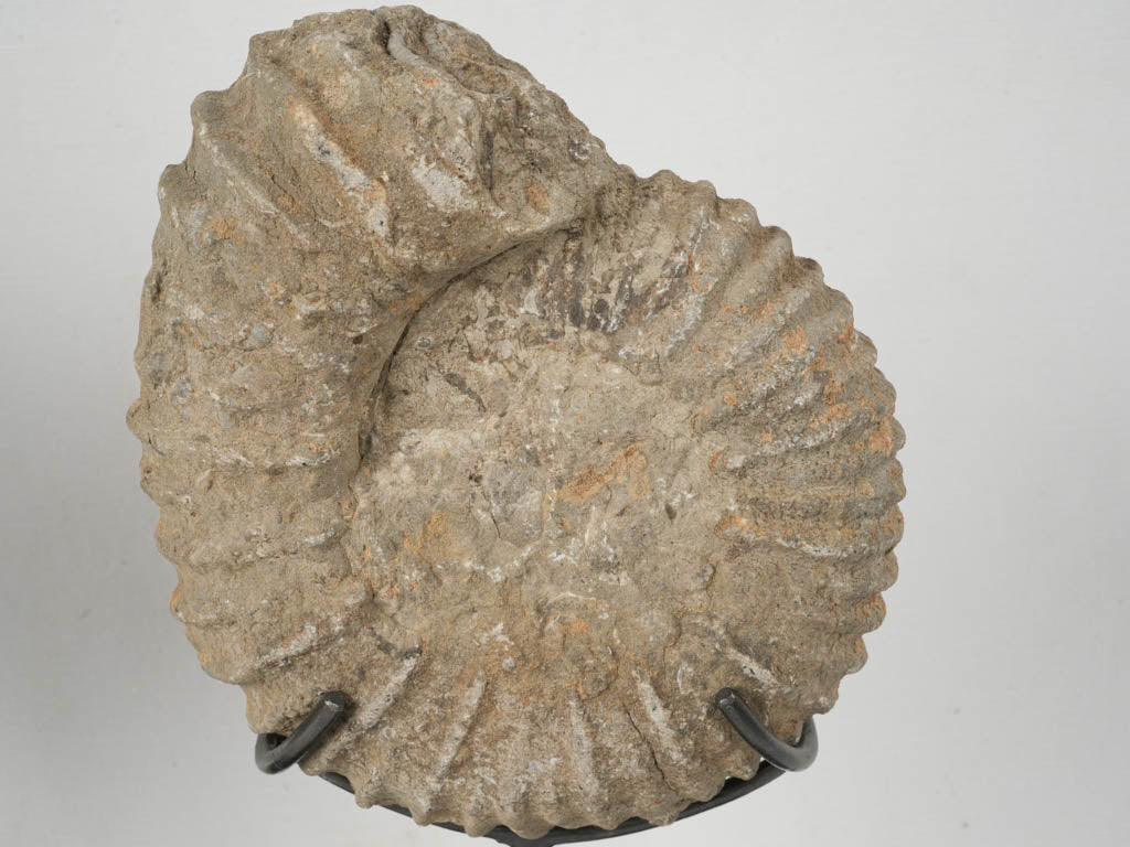 Fascinating ammonite fossils with modern touch