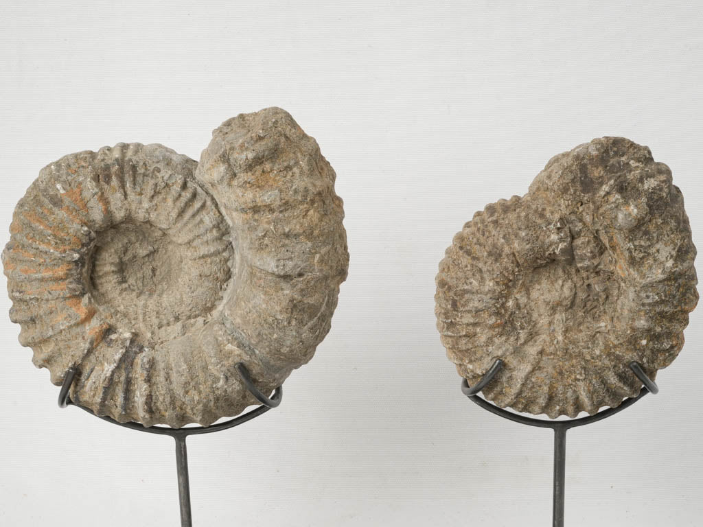 Eye-catching ammonite fossils on iron stands