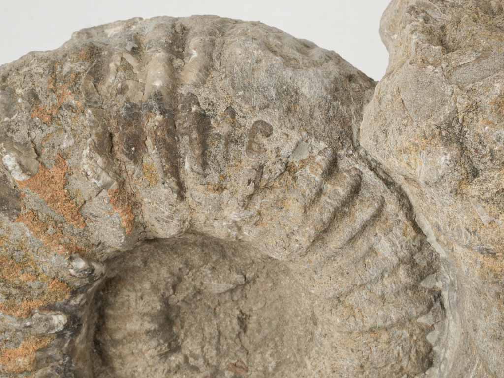 Rare ammonite fossils with coastal influence