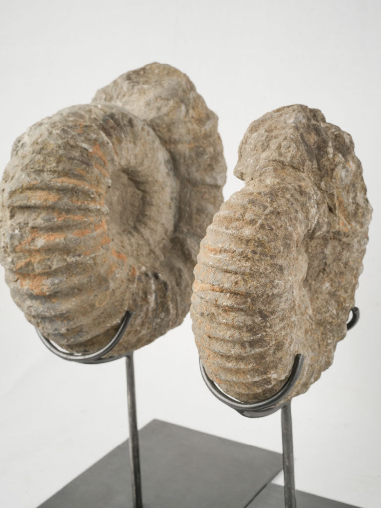 Coastal ammonite fossils with modern style