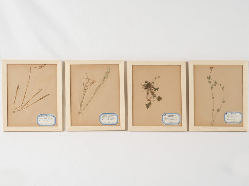 Antique French herbarium collection