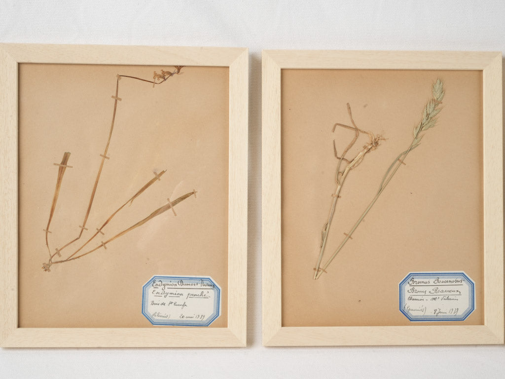 Classic hand-labeled plant specimens