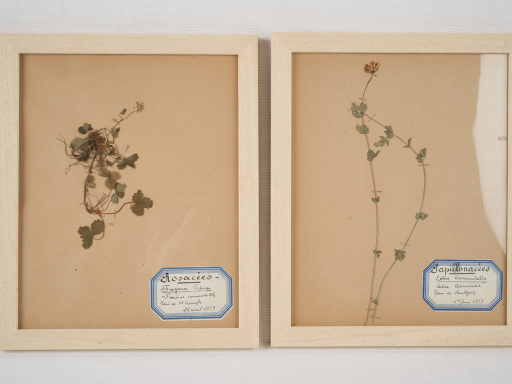 Aged brown paper botanical art