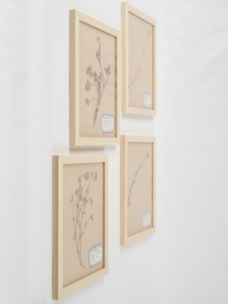 Scholarly curated plant prints