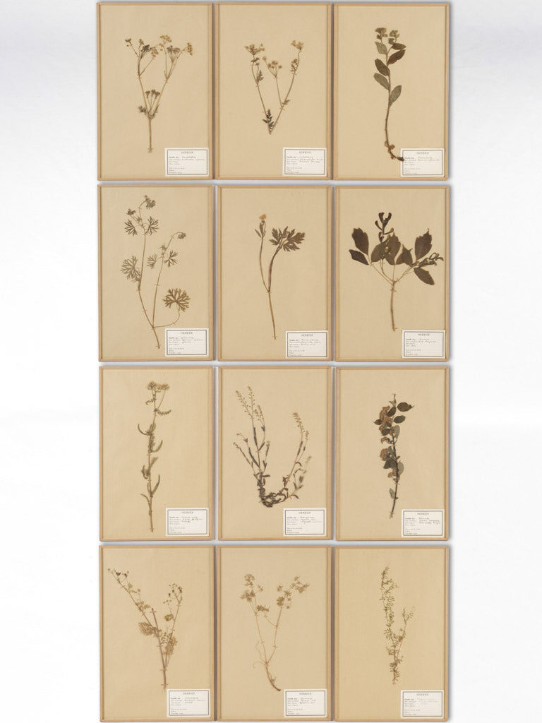 Vintage French botanical herbarium collection