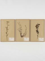 Elegant framed French herbarium collection