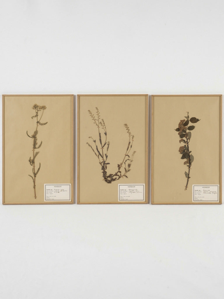 Elegant framed French herbarium collection