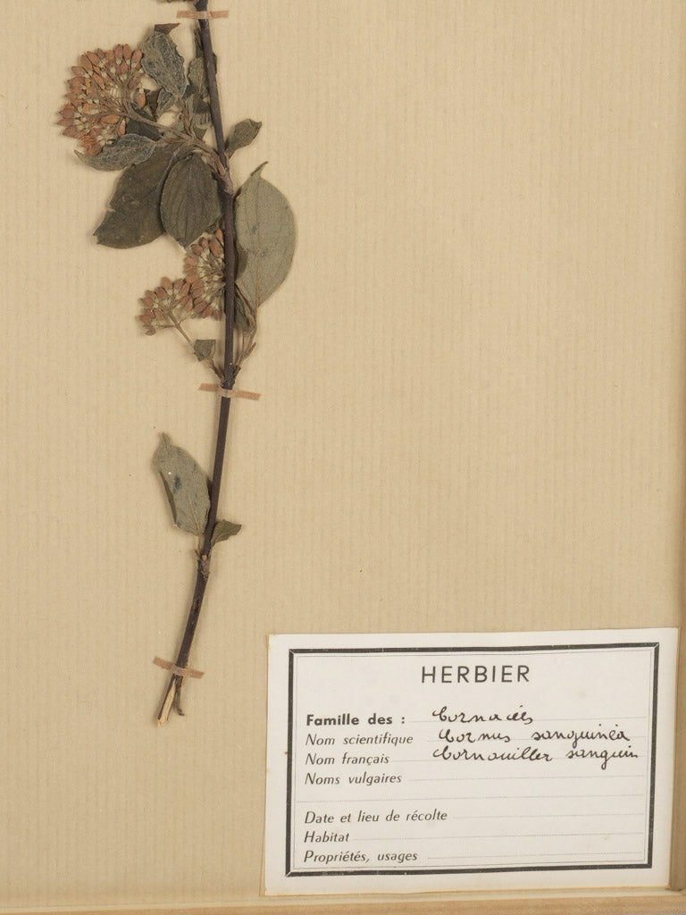 Classic French botanical herbarium display