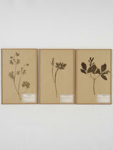 Scientific 1920s botanical herbarium set