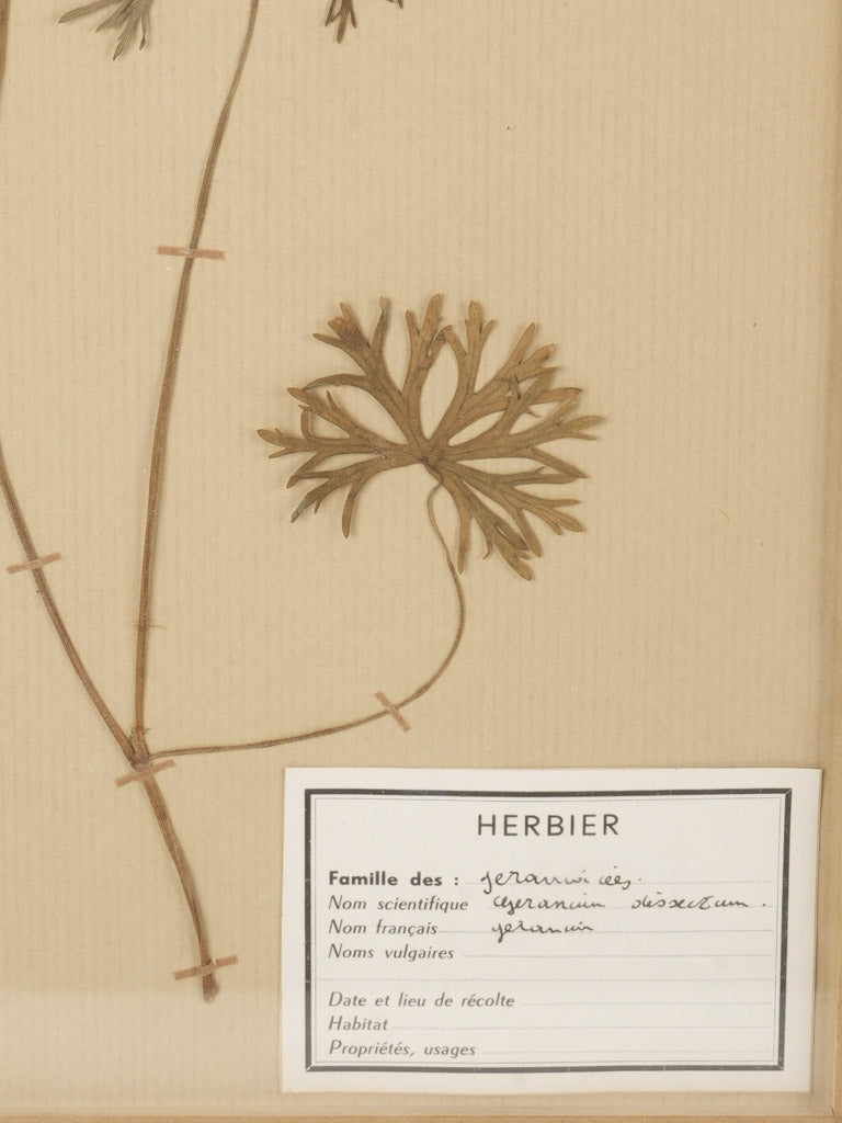 Exquisite French botanical herbarium frames