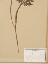 Rare antique scientific herbarium collection