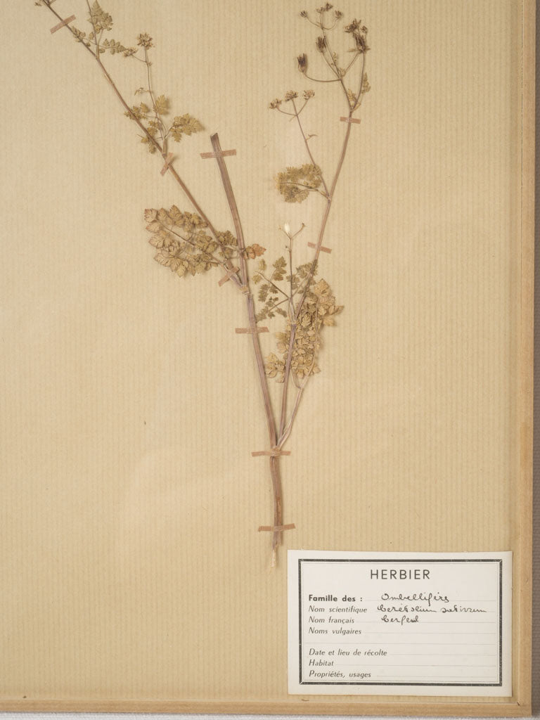 Exceptional 1920s botanical herbarium collection